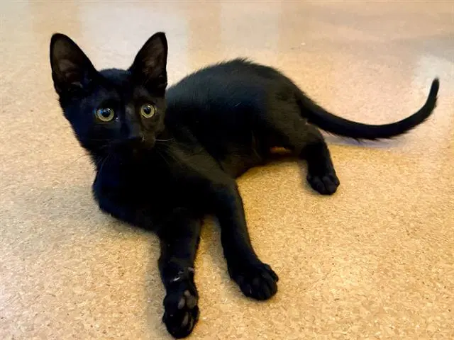 Ham - Domestic Short Hair
