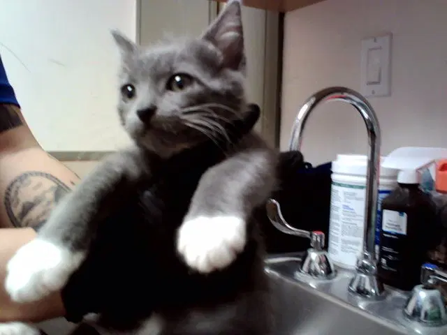 Taquito - Domestic Short Hair