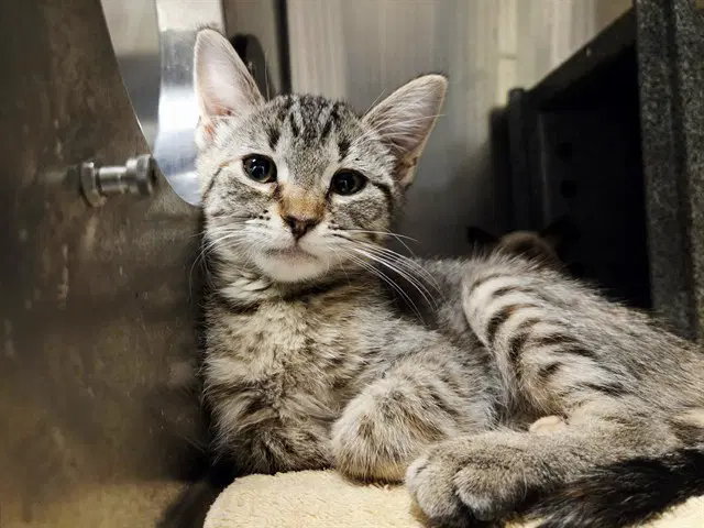 Janet - Domestic Short Hair