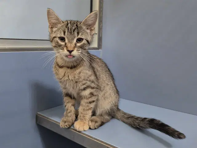 Janet - Domestic Short Hair