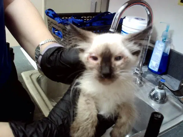 Chrissy - Domestic Medium Hair