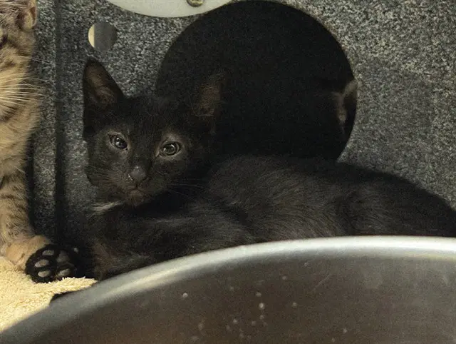 Jack - Domestic Short Hair