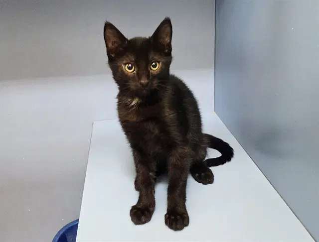 Jack - Domestic Short Hair