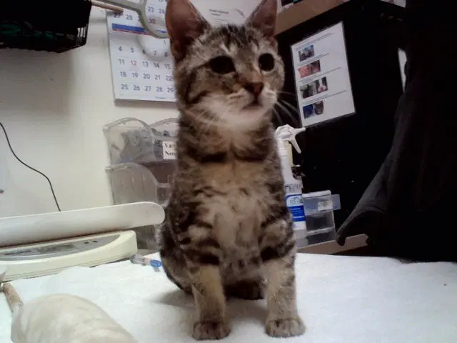 Roxie - Domestic Short Hair
