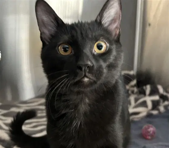 Sesame - Domestic Short Hair