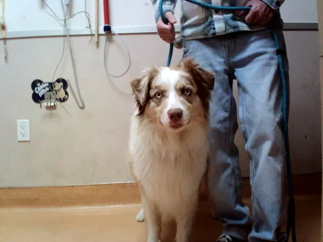 Woody - Australian Shepherd