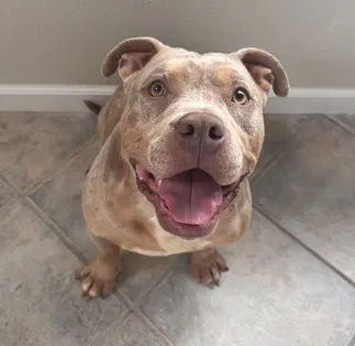 Guala Guala - Pit Bull Terrier