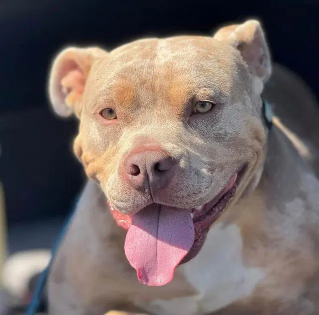 Guala Guala - Pit Bull Terrier
