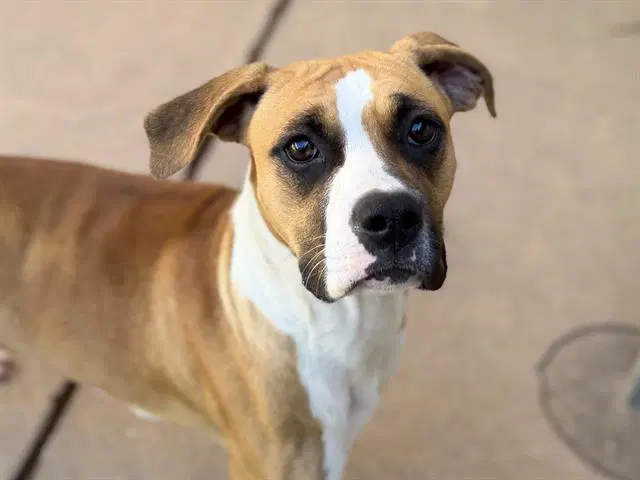 Trouble - Boxer