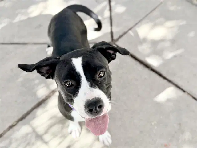 Betty - Boxer