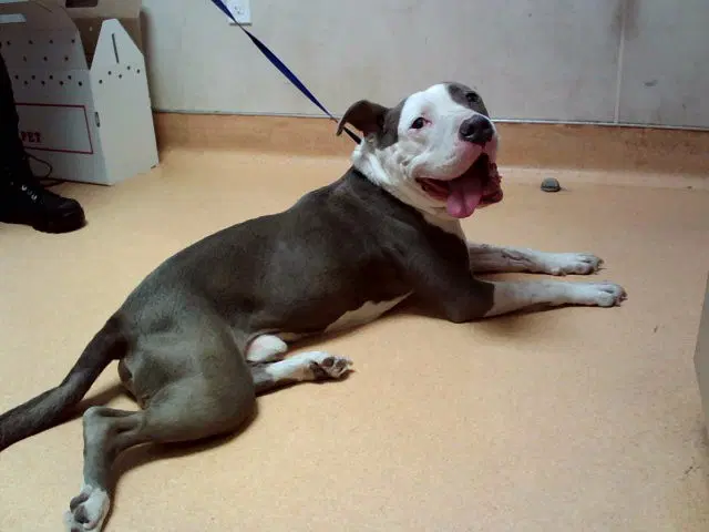 Petey - Pit Bull Terrier
