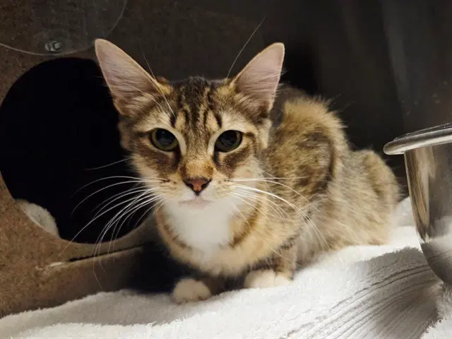 Violet - Domestic Short Hair