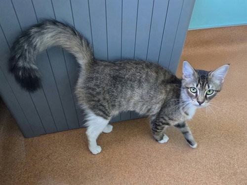 VIOLET, a cat for adoption from Contra Costa Animal Services