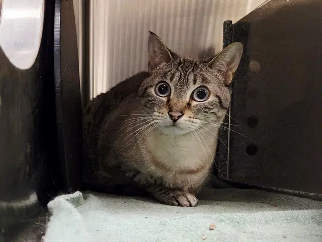 Eros - Domestic Short Hair