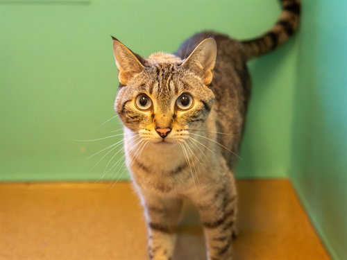 EUDORA, a cat for adoption from Contra Costa Animal Services