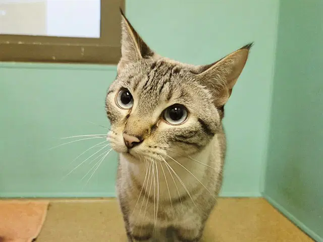 Eros - Domestic Short Hair