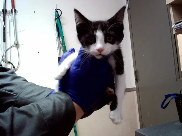 Unknown - Domestic Short Hair