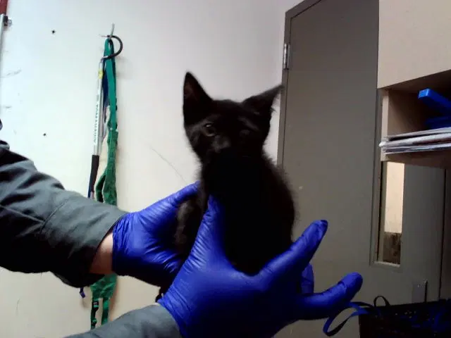 Unknown - Domestic Short Hair