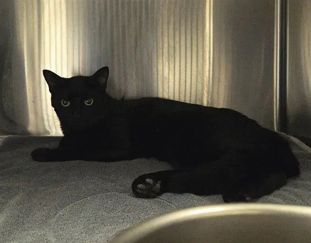Unknown - Domestic Short Hair