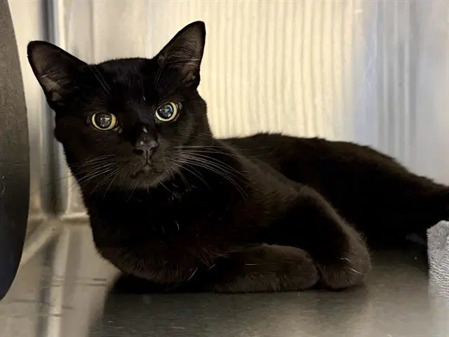 Unknown - Domestic Short Hair