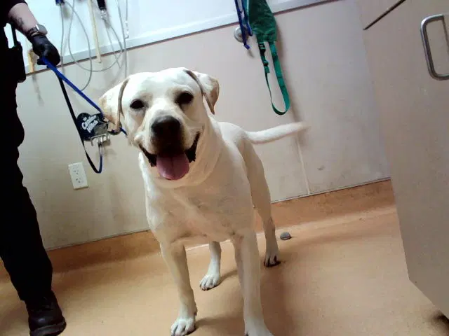 Bruno - Pit Bull Terrier