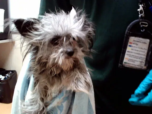 Sparky - Terrier