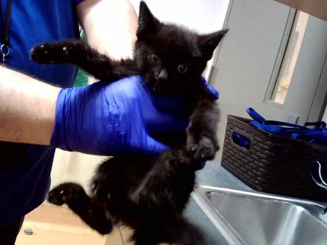 Unknown - Domestic Short Hair