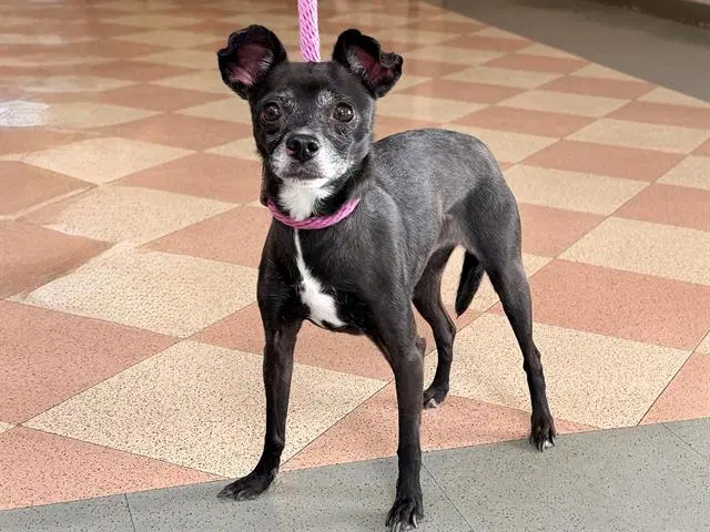 Unknown - Terrier