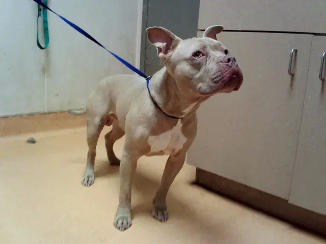 Blue - American Staffordshire Terrier