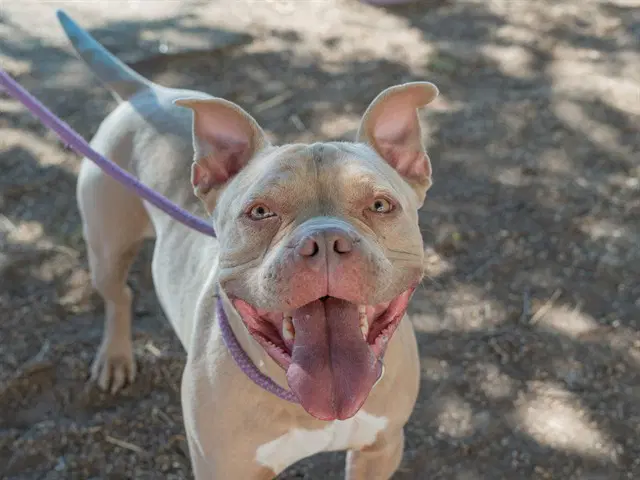 Blue - American Staffordshire Terrier