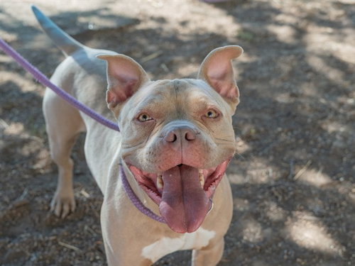 BLUE, a dog for adoption from Contra Costa Animal Services