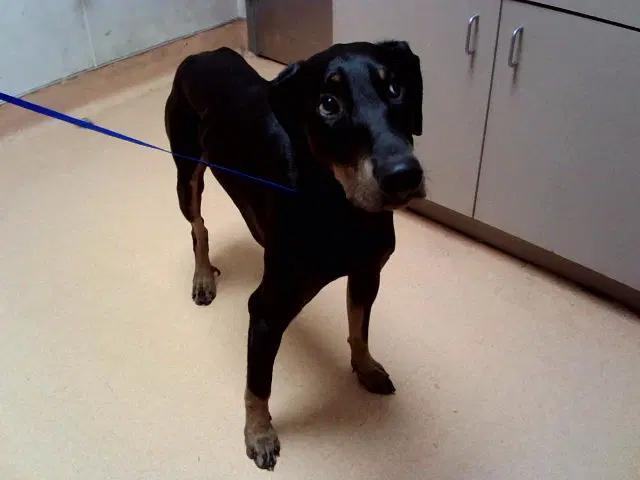 Unknown - Doberman Pinscher