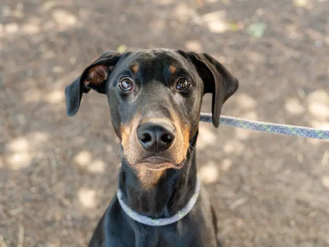 Unknown - Doberman Pinscher