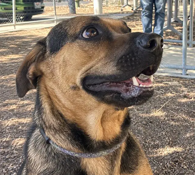 Kingkong - Pit Bull Terrier