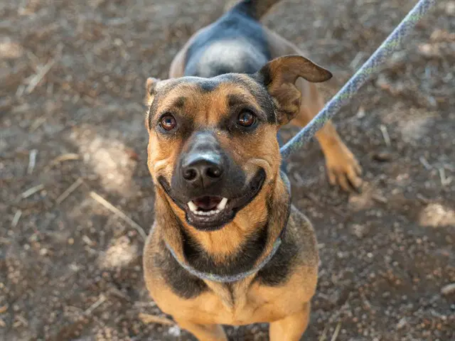 Kingkong - Pit Bull Terrier