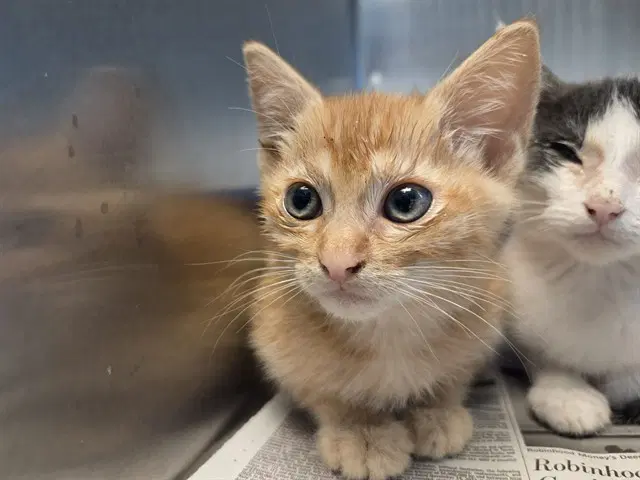 Unknown - Domestic Short Hair