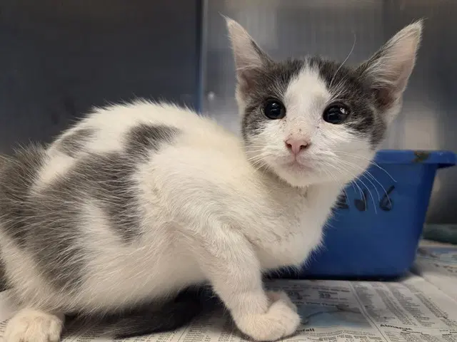 Unknown - Domestic Short Hair