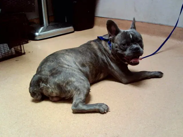 Unknown - French Bulldog