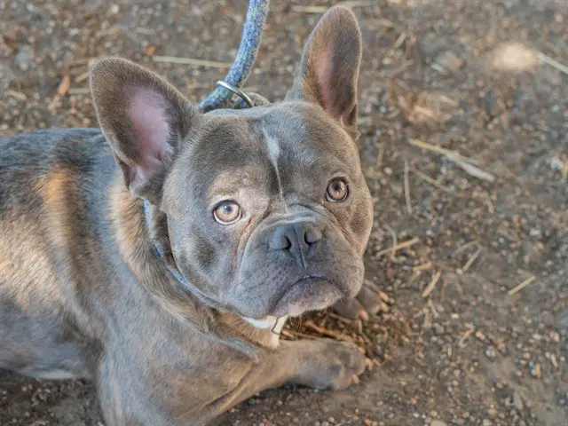 Unknown - French Bulldog