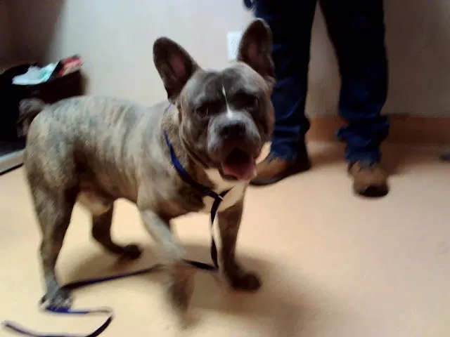 Unknown - French Bulldog