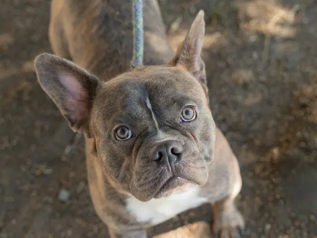 Unknown - French Bulldog