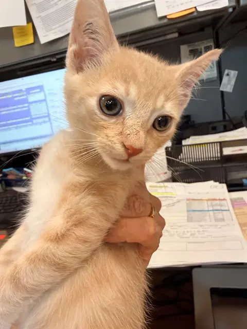Peanut Butter - Domestic Short Hair