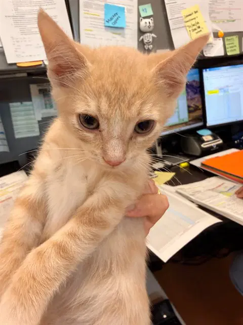 Jelly - Domestic Short Hair