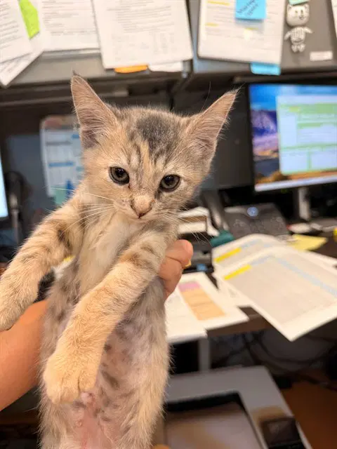 Malk - Domestic Short Hair