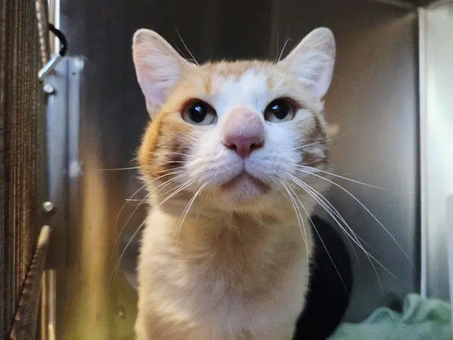 Ollie - Domestic Short Hair