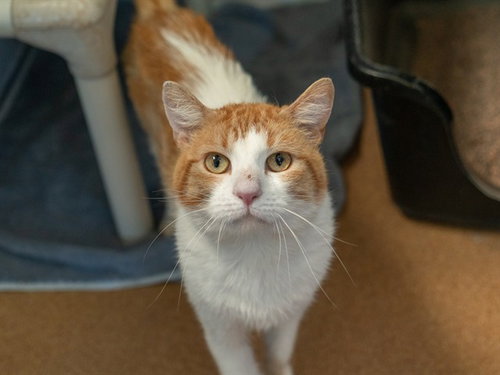 OLLIE, a cat for adoption from Contra Costa Animal Services