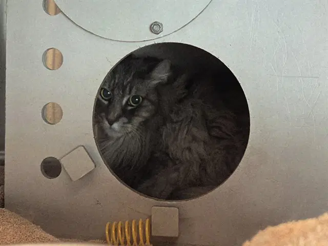 Dumbledore - Domestic Long Hair