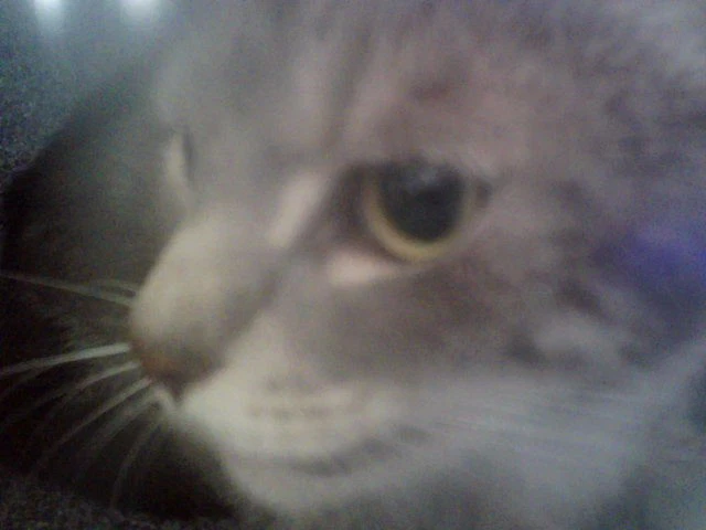 Hank