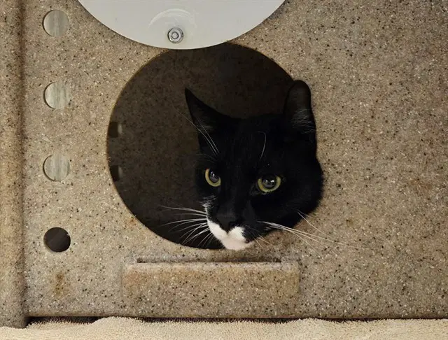 Waylon - Domestic Short Hair