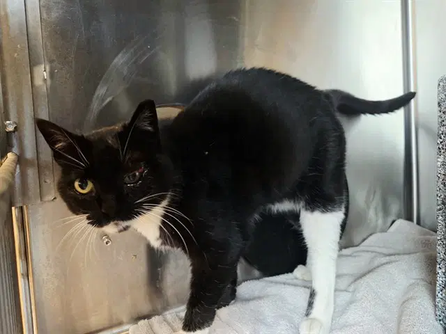 Unknown - Domestic Short Hair